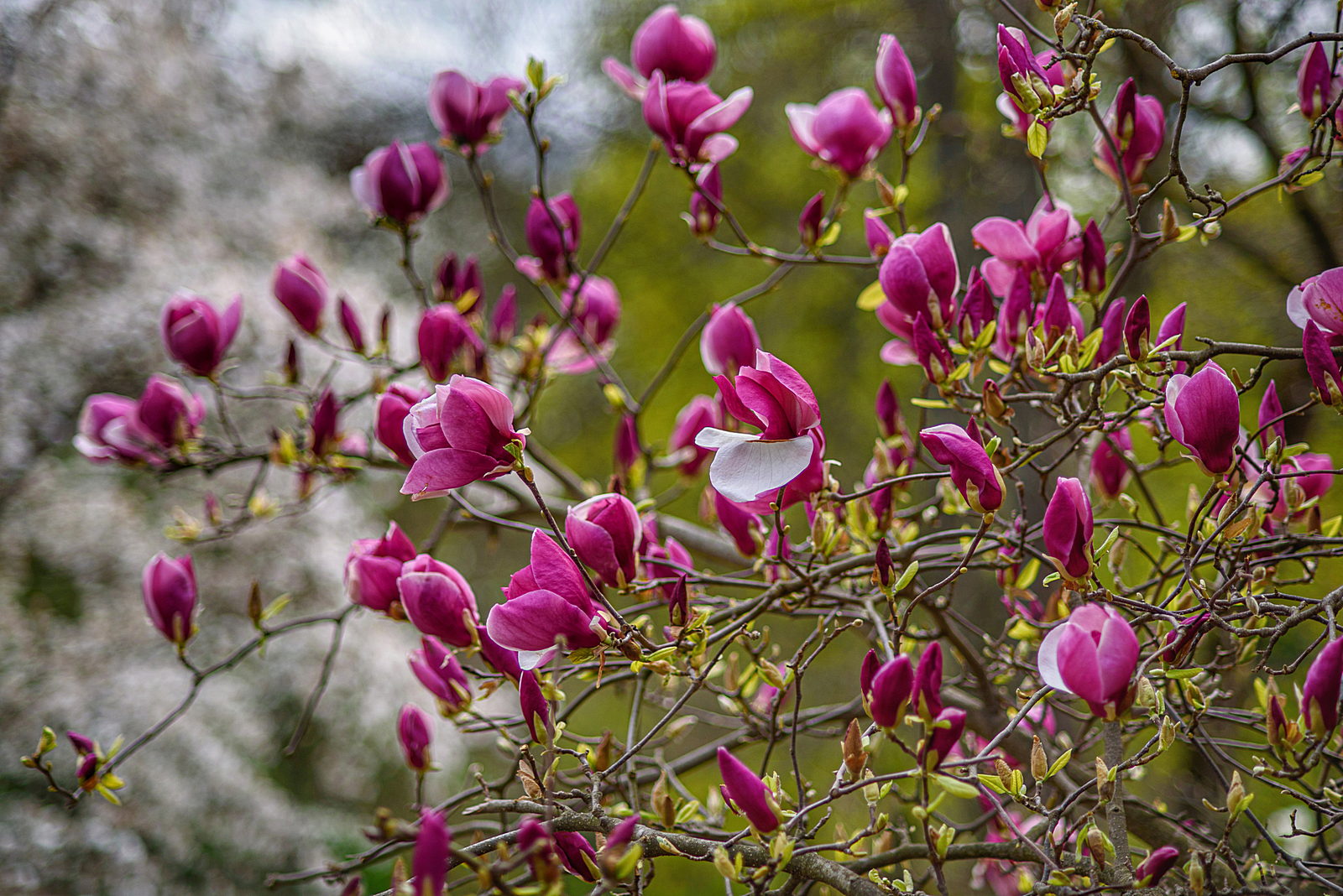 Магнолія-2026